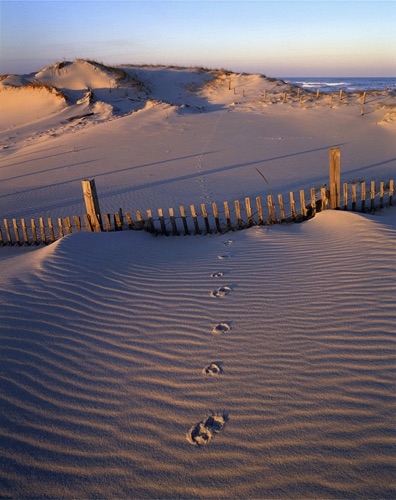 Fox Prints, Island Beach State Park, Ocean County, NJ (MF).jpg Fox Prints, Island Beach State Park, Ocean County, NJ (MF).jpg